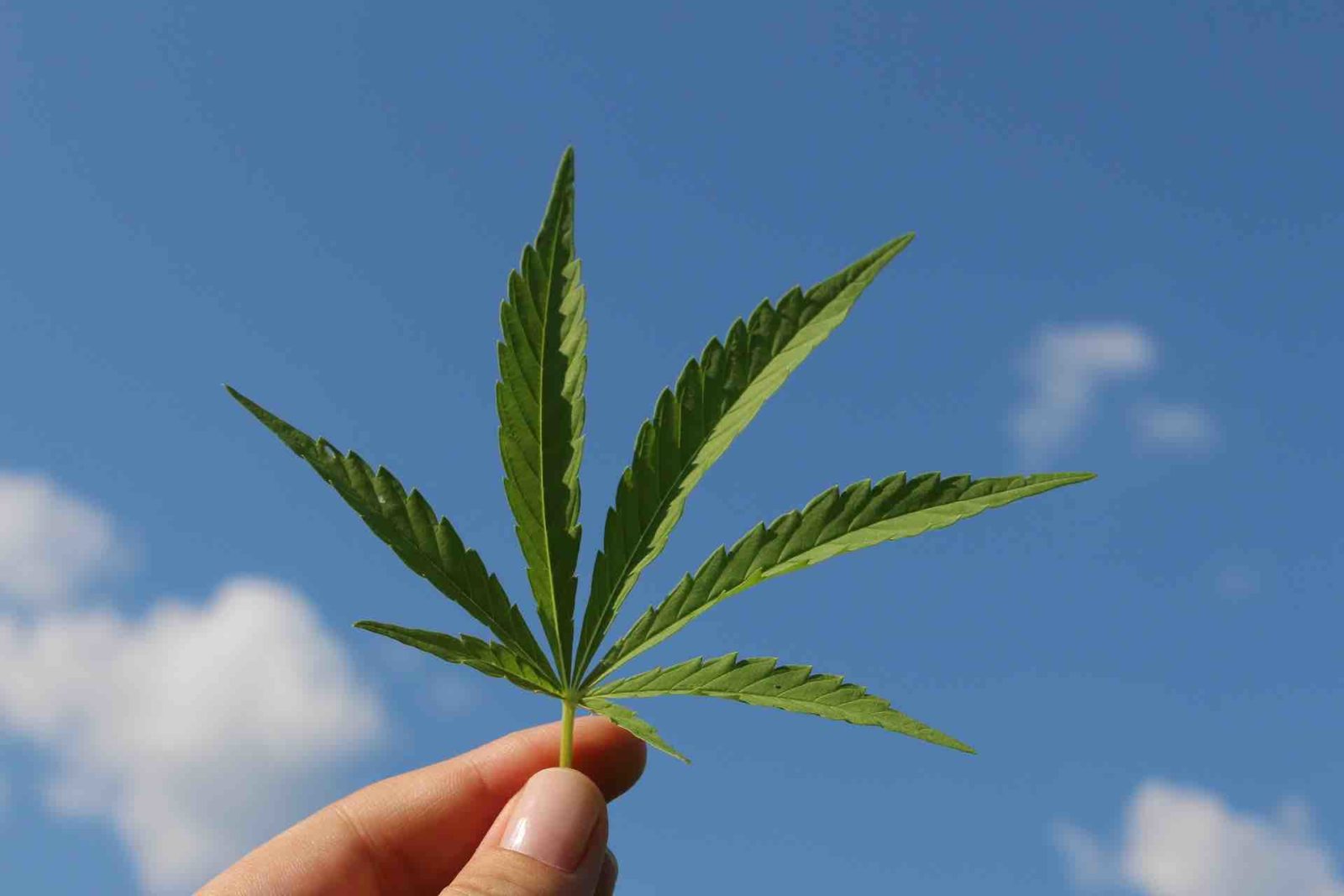 Picture of a cannabis leaf held up against the sky
