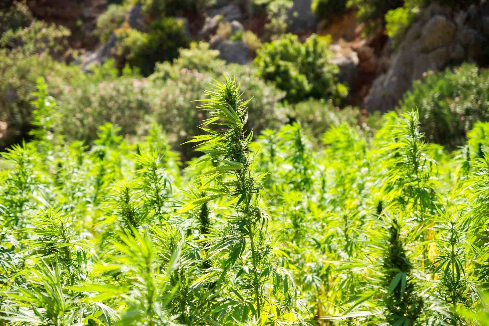 Picture of a marijuana plant field